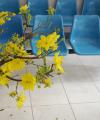 fleurs en gare d\'asie